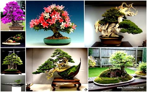 The Most Beautiful And Unique Bonsai Trees In The World