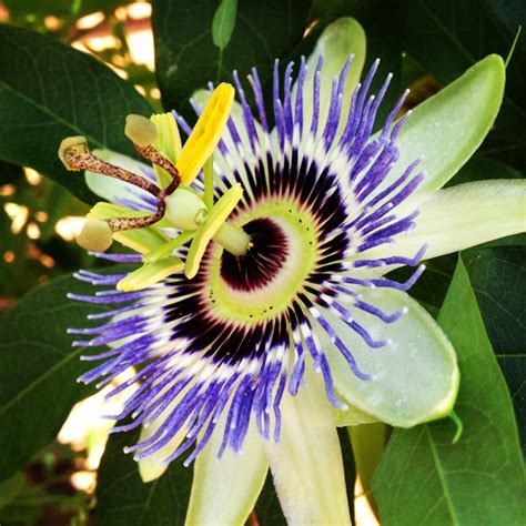 Blue Crown Passion Flower Passiflora Caerulea We Think This Is A P Caerulea A Very
