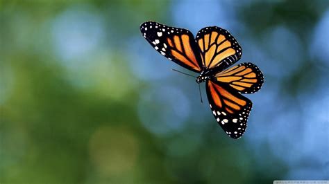 Flying Butterfly Animal Fly Insect Life Hd Wallpaper