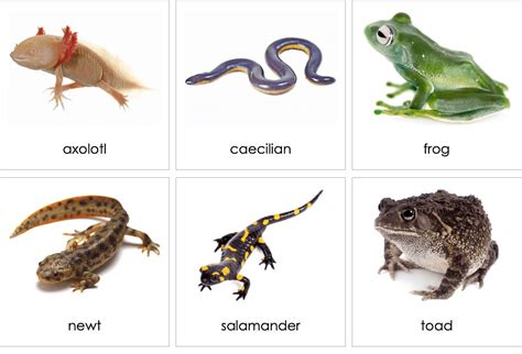 Class - Amphibia, Reptilia and Mammalia - Biology Class 11 - NEET PDF