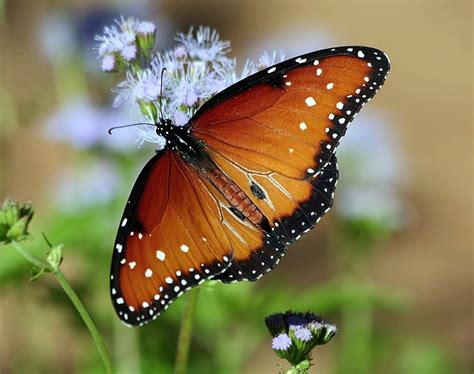 Queen Butterflies Of Blanco Texas · Biodiversity4all