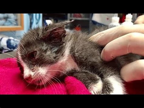 Things in my life that i need to take care of, and if i do not care for these areas of my life, something may 'die' or disappear. Watch the incredible transformation of a dying stray ...