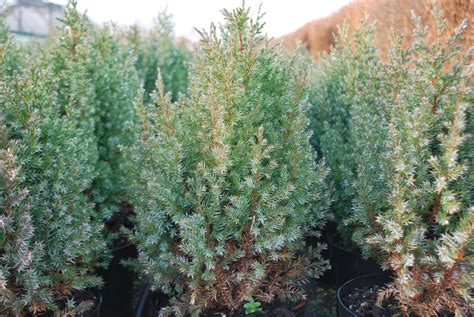 Juniperus Chinensis Pyramidalis Emerald Plants