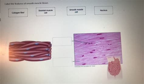 Smooth Muscle Tissue Diagram Labeled Tissue Photos And