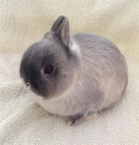 Netherland Dwarf Rabbit Facts Personality And Care With Pictures