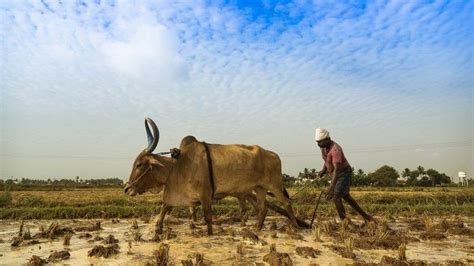 Indian Farming Hd Images Farming Mania