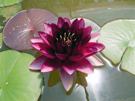 My hair is this colour and i'm thinking of dying it either dark red or almost black. Nymphaea Almost Black (water lily)