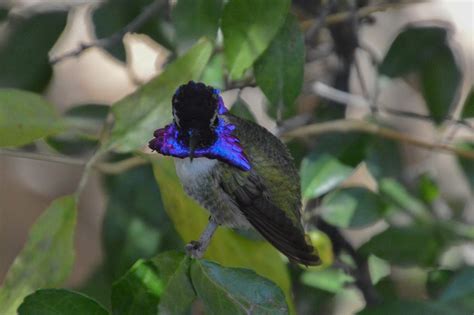 A Male Costas Hummingbirds Courtship Display Birds And Blooms