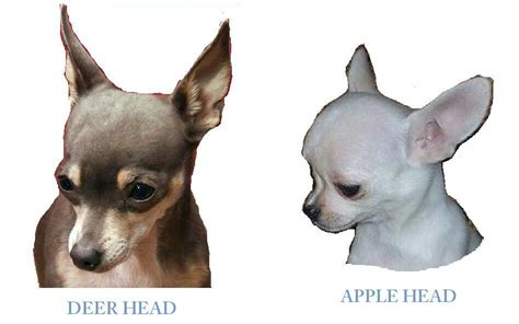 Actualizar 117 Images Diferencias Entre Chihuahua Cabeza De Venado Y