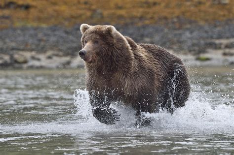 Grizzly Bear Photos Alaska Bear Pictures Alaska