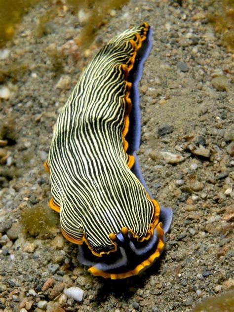 The Coolest Sea Animal Youve Never Heard Of The Nudibranch