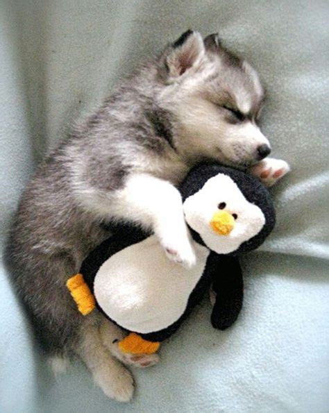 Husky And Penguin Cute Husky Puppies Puppy Cuddles Animals