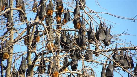 Wilstons Flowering Trees Attract 50000 Flying Foxes To Parklands