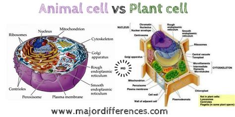 An Animal Cell And Plant Cell Are Labeled In The Diagram Which Shows