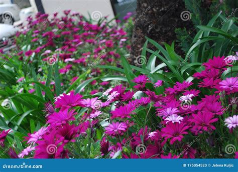Colorful Spring Landscape Stock Photo Image Of Botanic 175054520