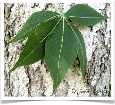 Ohio Buckeye Leaf Tree Service By Boulder Tree Care