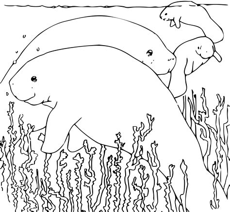 Our manatees scene colouring page has a lovely parent and chiild scene to colour. Clipart - Coloring Book Manatee