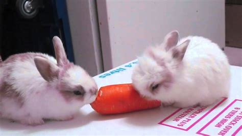 Baby Bunnies Eating A Carrot Youtube