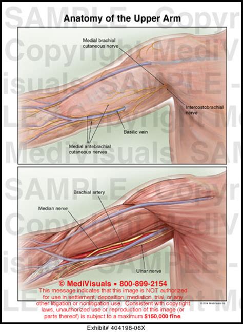 Anatomy Of The Upper Arm Medical Illustration Medivisuals