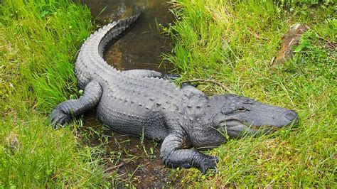 Wildlife Biologist Discovers Massive 700 Pound Alligator In Georgia
