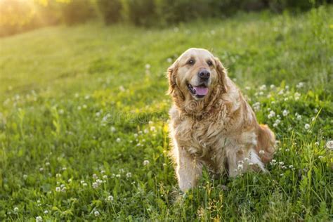 Old Golden Retriever Dog Stock Image Image Of Adult 94364493