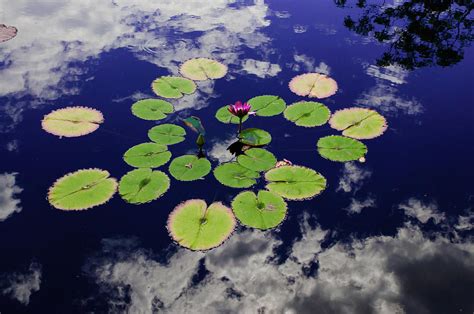 Floating Lily Pad Photograph By John Bartelt
