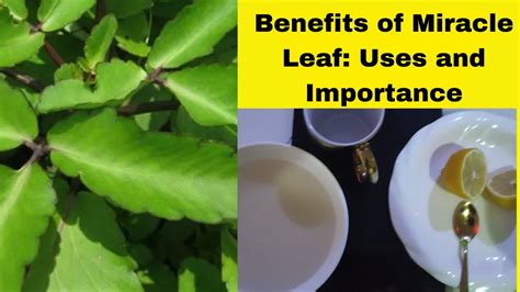 Benefits Of Miracle Leaf Uses And Importance Youtube