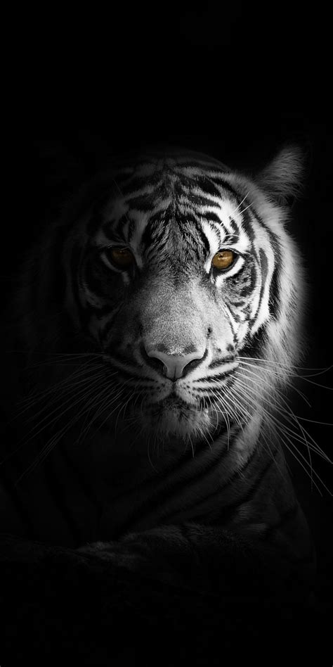 Free Download Portrait Minimal White Tiger Dark Wallpaper Tiger