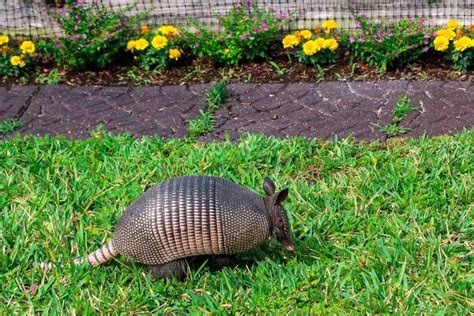 How To Get Rid Of Armadillos In Florida Hutch And Cage