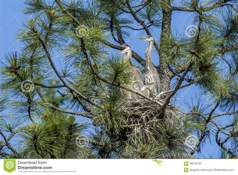 Herons Together In A Nest Stock Photo Image Of Nest 56076120