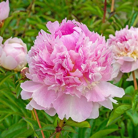 Best Sellers Double Peony Light Pink