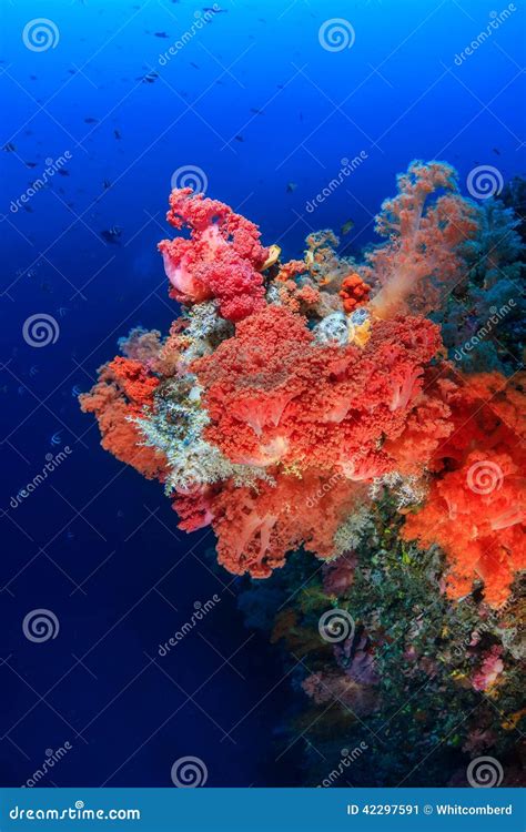 Colorful Soft Corals On A Deep Water Reef Stock Image Image Of Diver