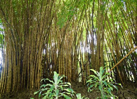 Bamboo Thicket In Costa Rica Stock Photo Image Of Forest Giant