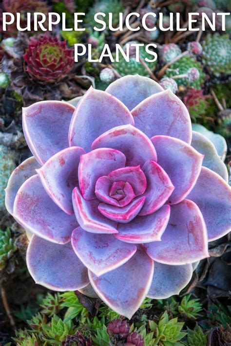 19 Best Purple Succulent Plants For Your Garden