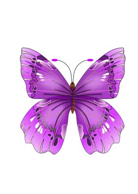 Butterfly PNG image, free picture download | Butterfly clip art, Butterfly drawing, Butterfly art