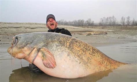 Monster Catfish Landed After Fisherman Cuts Line In Madcap Battle Is