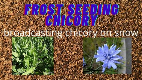 Frost Seeding On Snow Chicory Into Clover Youtube