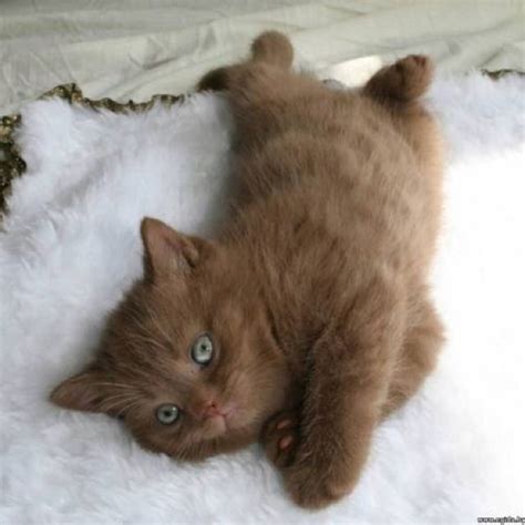 Brown Colored British Shorthair Kitten Kittens Pinterest British
