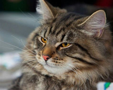 Cat Norwegian Forest Characteristics Cat Meme Stock Pictures And Photos