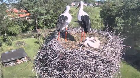 Jaaaa, het is weer begonnen; Beleef de Lente - Ooievaar - Goedemorgen Nederland op ...