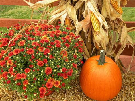 Thanksgiving Pumpkin Harvest Free Photo On Pixabay Pixabay
