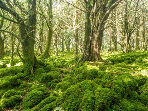 Deep Forest Scenery In Killarney National Park In Ireland Stock Image