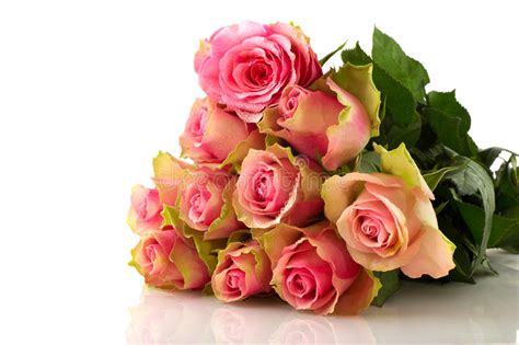 Pink Roses Stock Image Image Of Bouquet Love Isolated 17222467