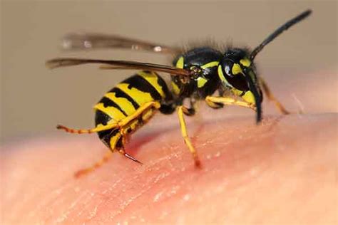 Stinging Insects In Florida Identification Control And Treatment