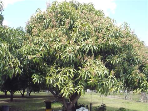 Buy Mango Kensington Pride Grafted Mango Trees Mangifera Indica My