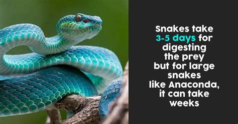 10 Weird Facts About Snakes You Probably Dont Know Images