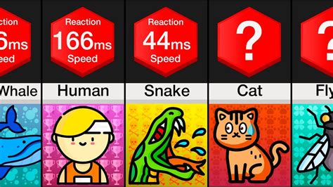 Comparison Animal Reaction Speed Youtube