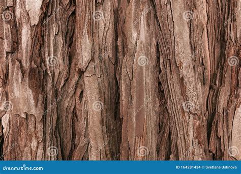 The Textured Bark Of A Young Coastal Redwood Sequoia Bark Natural