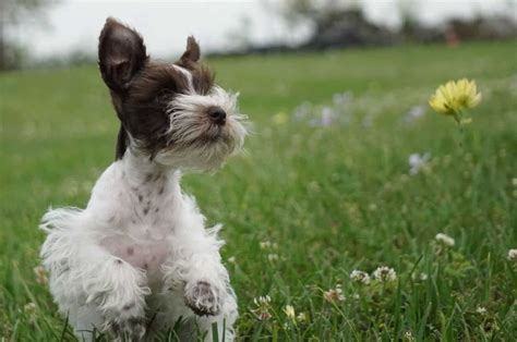 Teacup Miniature Schnauzer—the 411 On This Adorable Dog Breed