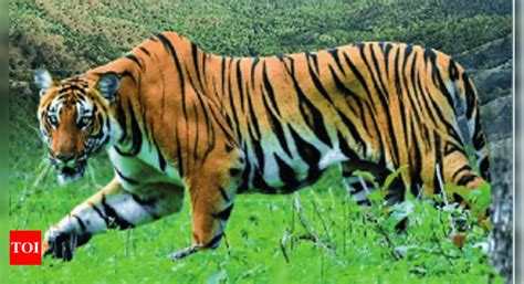 maharashtra memorial plaque for man eater tigress avni s victims nagpur news times of india